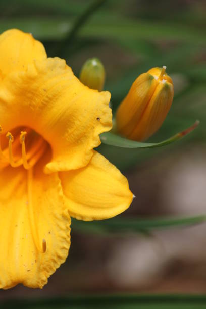 istock Yellow Day Lily Flower 1402494323