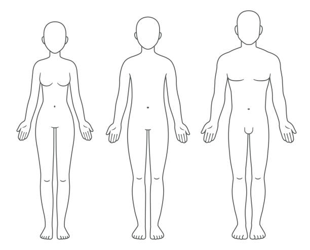 männliches, weibliches und unisexuelles bodychart - naked people women female stock-grafiken, -clipart, -cartoons und -symbole