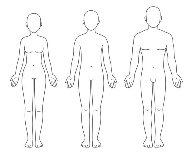 Male, female and unisex body chart Adult male, female and unisex body chart, front view. Blank adult human body template for medical infographic. Isolated vector illustration set. the human body stock illustrations