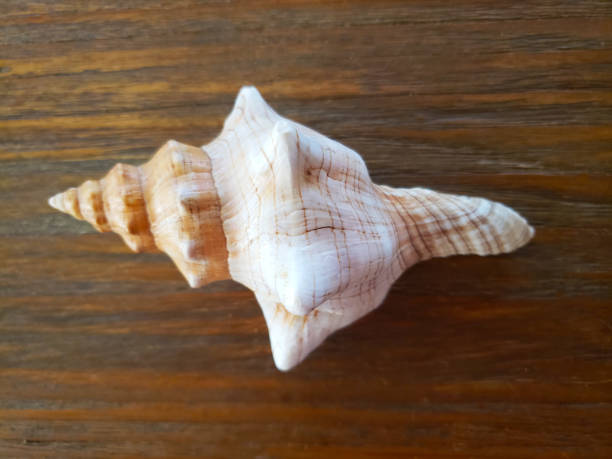 istock Seashell on Weathered Wood Background 1402494709