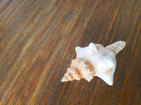 Detail of a Seashell on a Weathered Wood Background with Copy Space