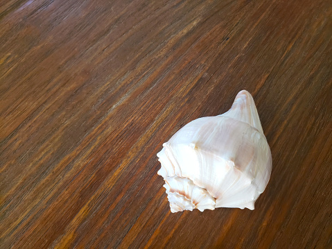 Detail of a Seashell on a Weathered Wood Background with Copy Space