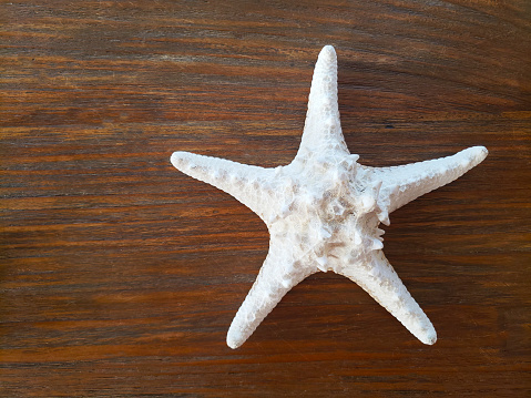 Sea shells and star fish Christmas tree on clear sand, top view