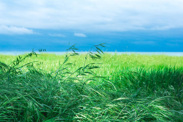 meadow with green eared grass on the seashore meadow with green eared grass on the seashore avena fatua stock pictures, royalty-free photos & images