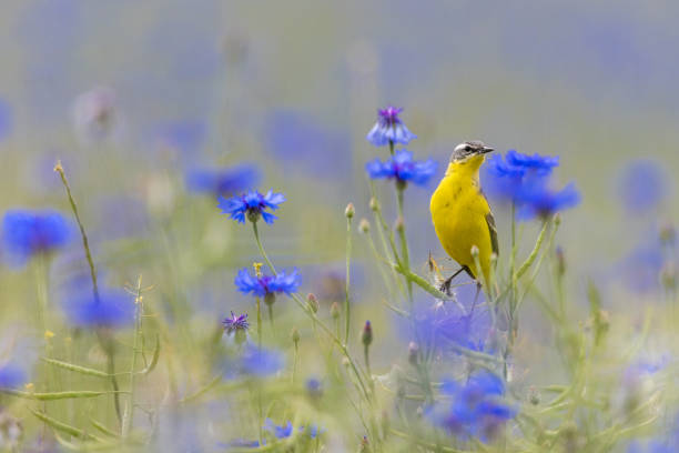 Portrait of two Great Tit Birds sitting on tree branch on fantasy mysterious spring forest background, fabulous fairy tale floral garden and cute songbird in morning, Beautiful artistic toned image.