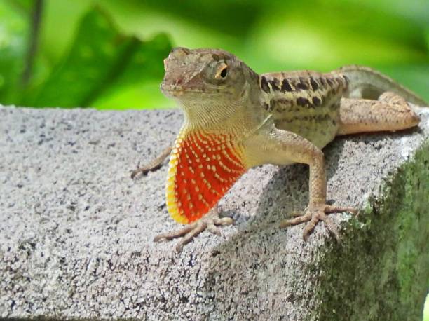 istock Brown Anole (Anolis sagrei) resting on a rock with extended dewlap 1402498138
