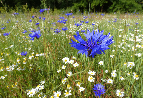 A meadow full of white chamomile  and blue cornflowers. Seen in Springendal, the Netherlands