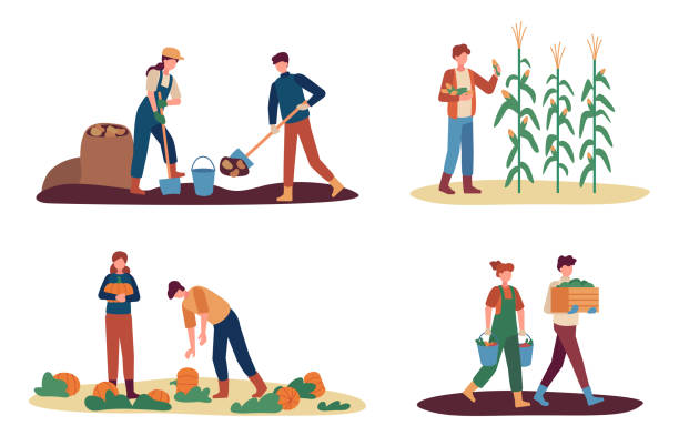 ilustrações, clipart, desenhos animados e ícones de colheita de outono. trabalhadores rurais femininos e machos coletando plantações. homem desenterrando batata, coletando milho. casal pegando abóboras - produtor rural