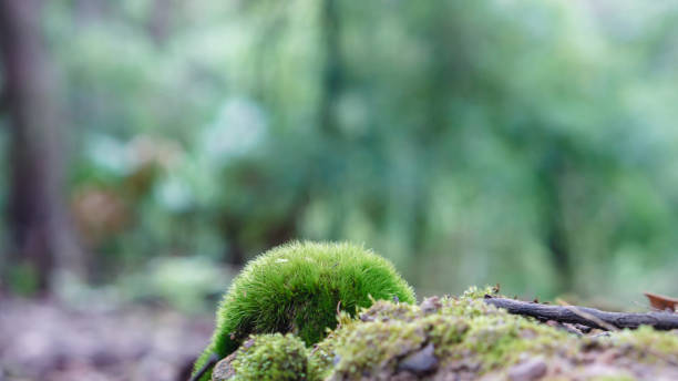 istock In the rainforest, moss grows on the logs. 1402501003
