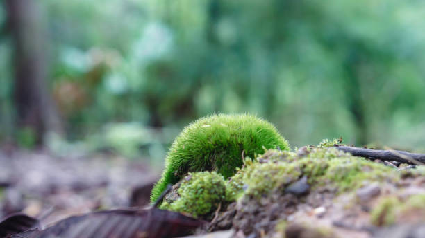 istock In the rainforest, moss grows on the logs. 1402501008