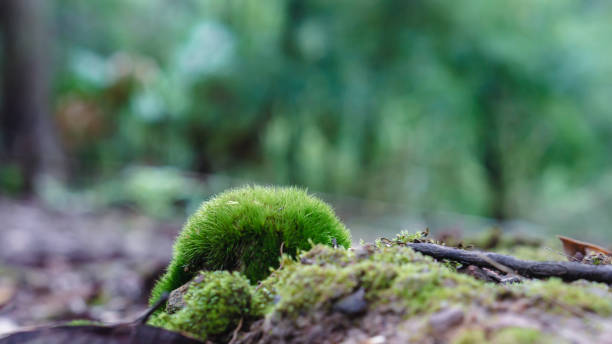 istock In the rainforest, moss grows on the logs. 1402501009