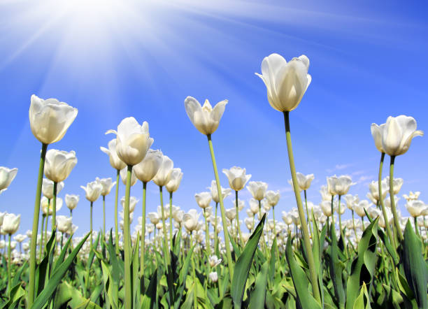 istock field of white tulips blooming 1402501032