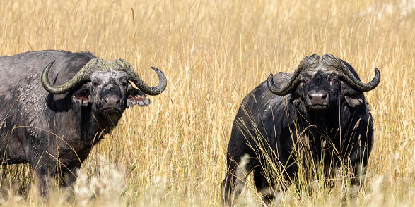 Bull for bullfighting in the Spanish countryside