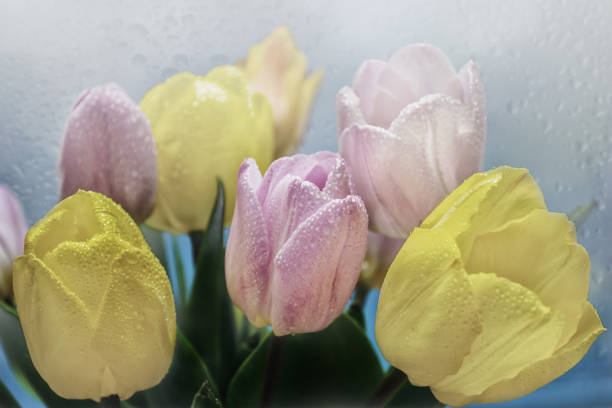 istock bouquet of tulips on a on a colored blurred background close up 1402501861