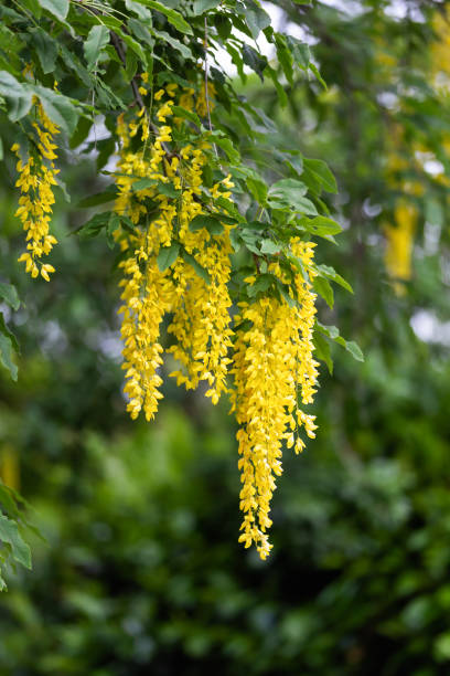 Golden chain tree Laburnum anagyroides flowers in spring garden Golden chain tree Laburnum anagyroides flowers in spring garden. bright yellow laburnum flowers in garden golden chain tree image stock pictures, royalty-free photos & images