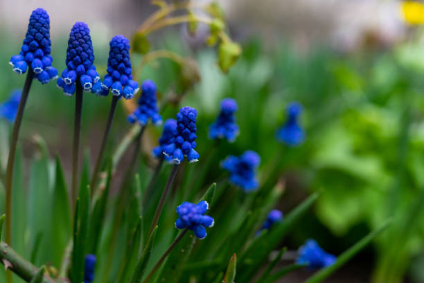 istock Grape hyacinth photographed close up on a flowerbed 1402504138