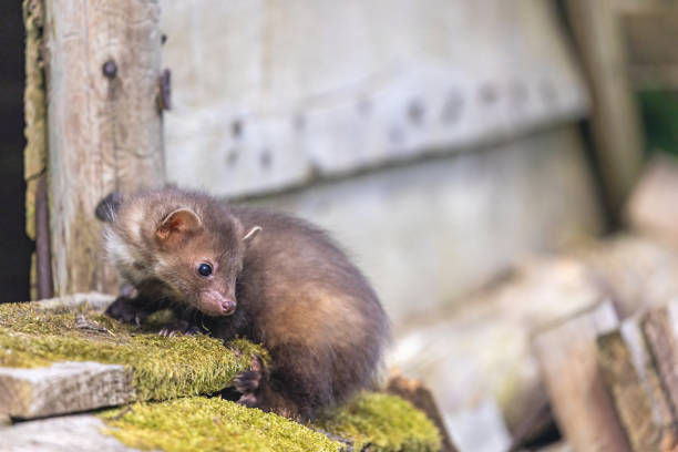 istock Marten posing on a wooden house 1402504535