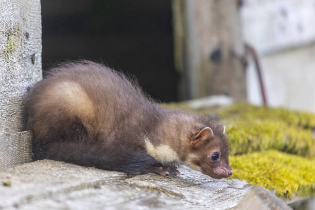 istock Young marten is sitting posing on a wooden house. 1402504564