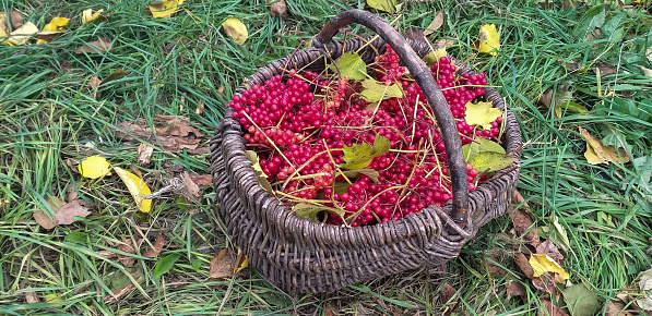 a wicker basket with red ripe guelder-rose berries and green leaves stands in the green grass