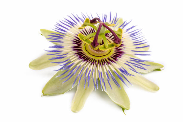 istock Passiflora incarnata on the white background 1402505480