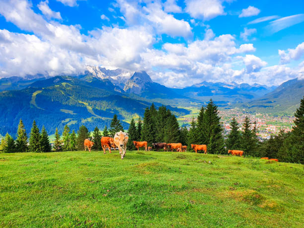 Cows graze on an alpine meadow above Garmisch-Partenkirchen. Garmisch Partenkirchen is an Alpine ski town in Bavaria, southern Germany.