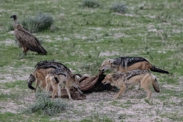 istock Jackals eating a buffalo carcass 1402507761