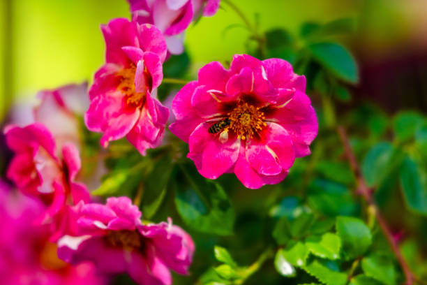 istock flowers in garden 1402508133