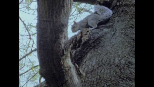 United States 1972, Squirrel on the meadow