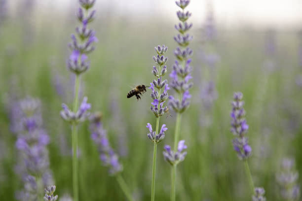 istock Lavender flowers in the field 1402509257