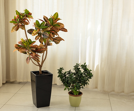 Croton flower tree in large dark flower pot and small ficus microcarpa on floor against the background of light curtains. Houseplants in the room