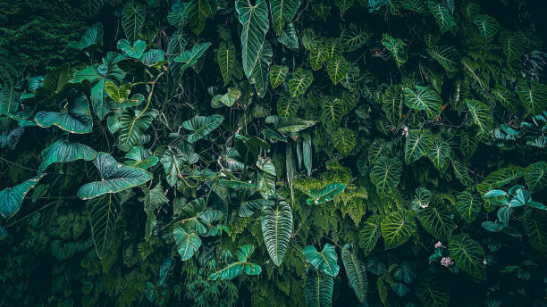 istock Tropical dark green leaves nature concepts background . 1402510132