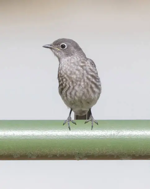 Photo of Western Bluebird Juvenile Perched on Metal Pole