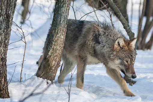 Grey Wolf Canis lupus Between Trees in winter forest.