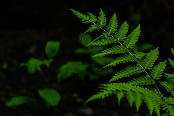 istock The tip of the fern leaf which has a unique shape is green 1402511278