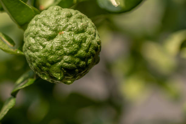 istock Kaffir lime fruit that has a green wrinkled skin 1402511412