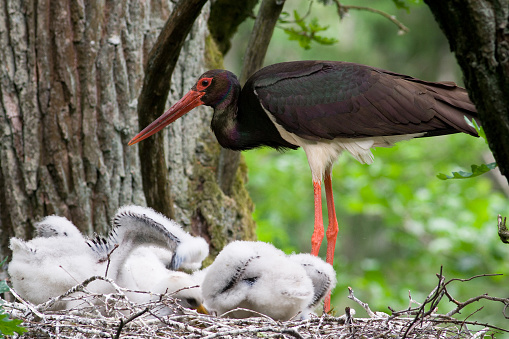 Black stork with babies in the nest. Wildlife scene from nature. Bird Black Stork with red bill, Ciconia nigra, sitting on the nest in the forest. Animal spring nesting behavior in the forest.