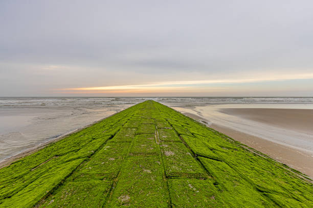 Panoramic image along a breakwater overgrown with green algae on the North Sea beach of the Belgian town of Middlekerke