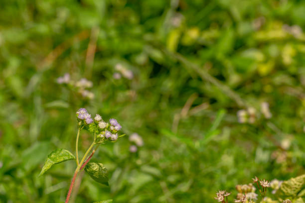 istock A wild grass called Tropical whiteweed has white fibrous flowers 1402511956