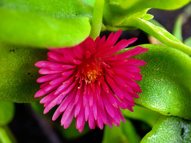 Green, pink color themed ice flower.