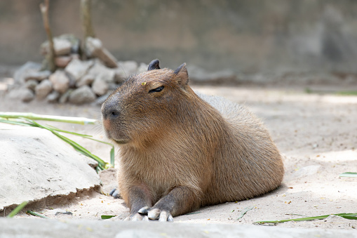 Capybara resting on the ground without any movements