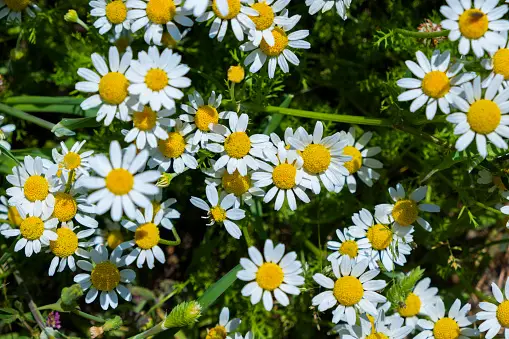 550+ Chamomile Pictures | Download Free Images on Unsplash