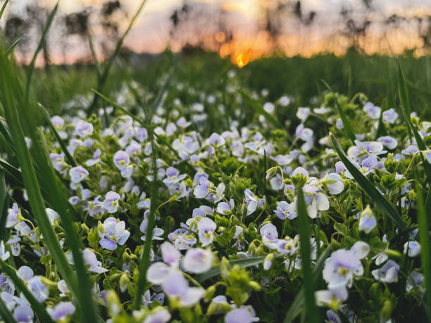 istock Beautiful veronica flowers in sunset light in grassland. Tranquil atmospheric spring. Blooming blue veronica in garden close up. Phone photo. 1402514472