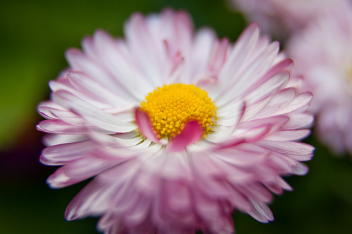 pink daisy macro. Blooming pink daisy flower on a green background in springtime macro photography.