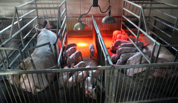 istock Piglets and sows in a cage with infra-red heating 1402515405