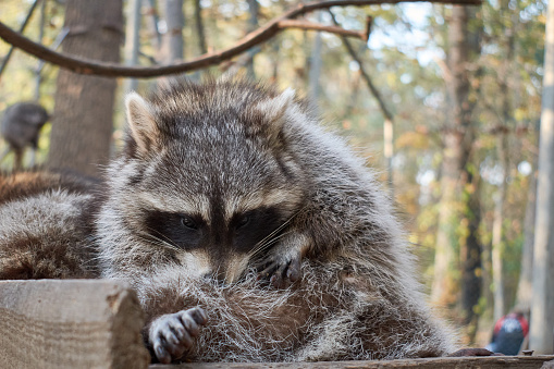 Portrait of a raccoon watching at the camera
