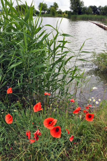 istock Summer landscape with a pond 1402515778
