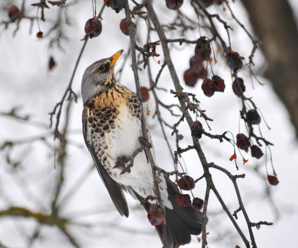 istock Singing thrush (turdus philomelos ) on a branch of a tree 1402515795