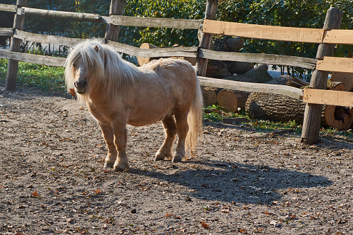 A lovely skewbald miniature pony