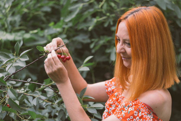 Picking ripe cherry