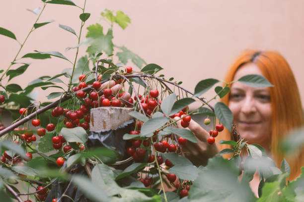 Picking ripe cherry